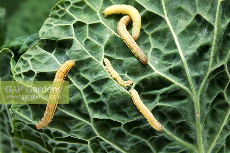 Mamestra brassicae - Cabbage Moth larvae feeding on cabbage leaf