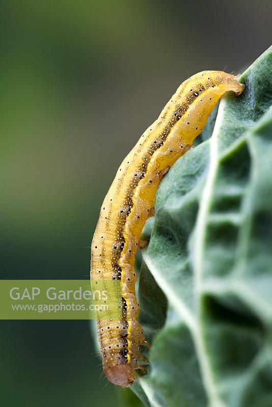 Mamestra brassicae - Cabbage Moth larva feeding on cabbage leaf