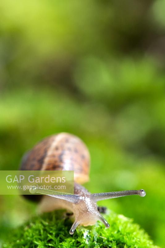 Helix aspersa - Garden Snail