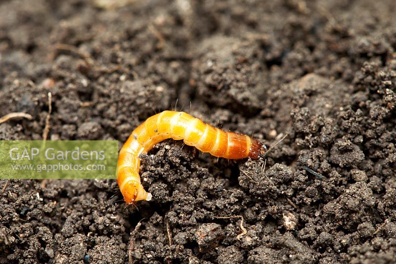 Wireworm, larva of the Click Beetle, feeds on roots, corms, tubers and stems of many plants