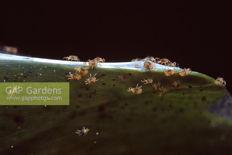 Tetranychus urticae - Two spotted Spider Mite on Hedera - Ivy
