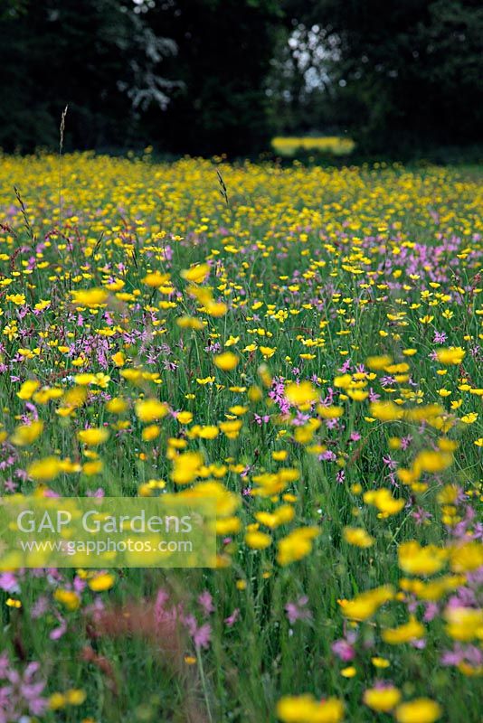 Watermeadows managed to promote biodivversity with Ranunculus acris, Lychnis flos-cuculi and Cardamine pratensis