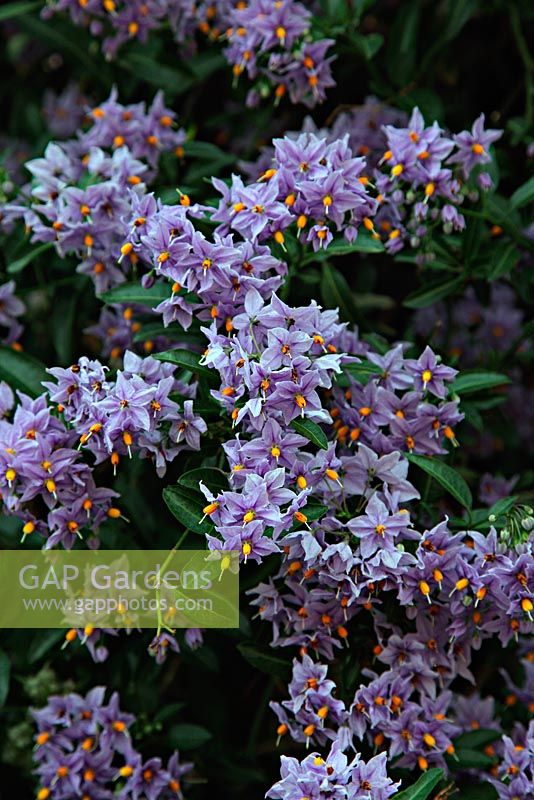 Solanum crispum 'Glasnevin' AGM