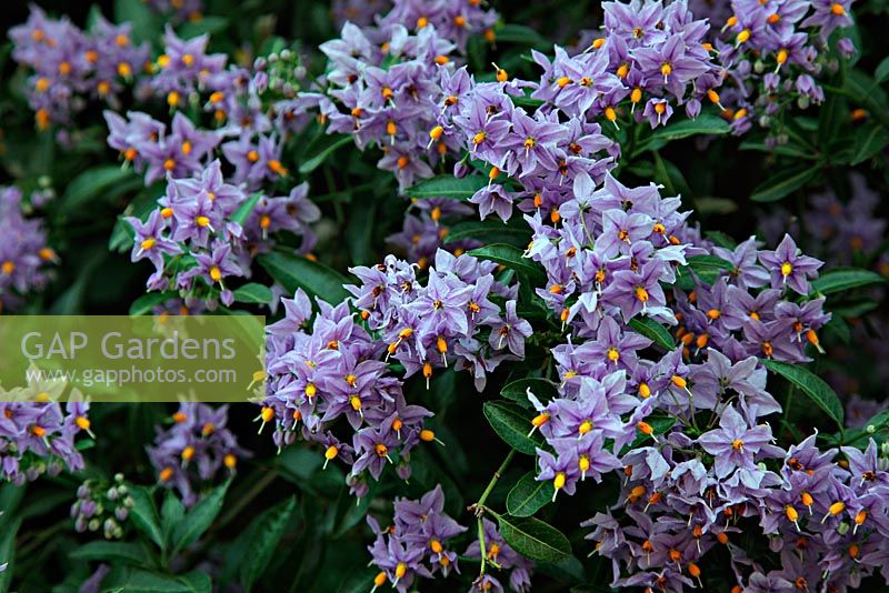 Solanum crispum 'Glasnevin' AGM