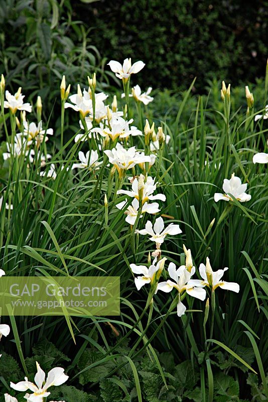 Iris sibirica 'Wisley White'