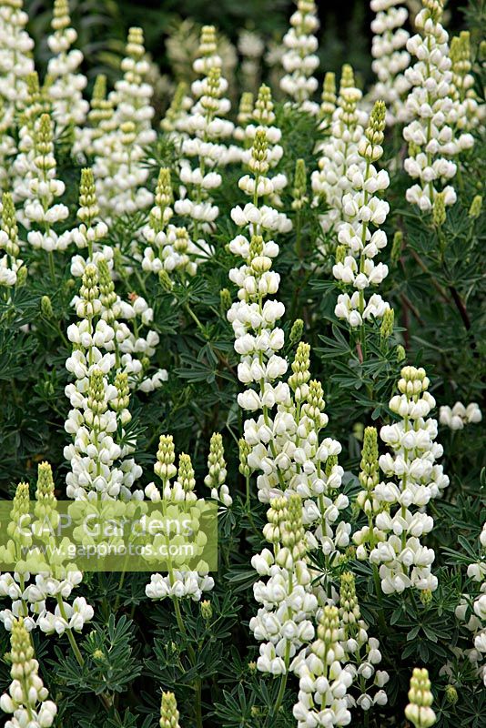 Lupinus arboreus white flowered - Tree Lupin