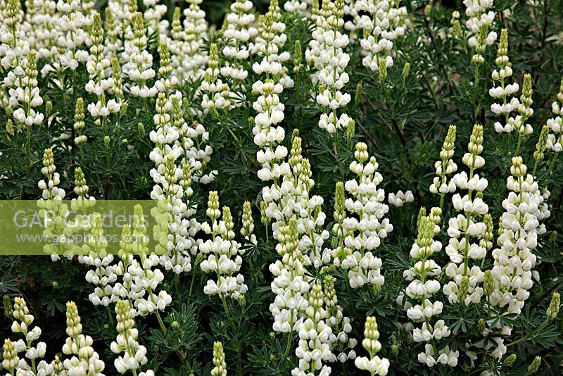 Lupinus arboreus white flowered - Tree Lupin