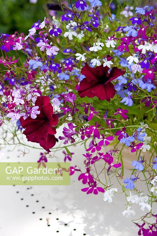 Lobelia and Petunia flowers in container on a garden table