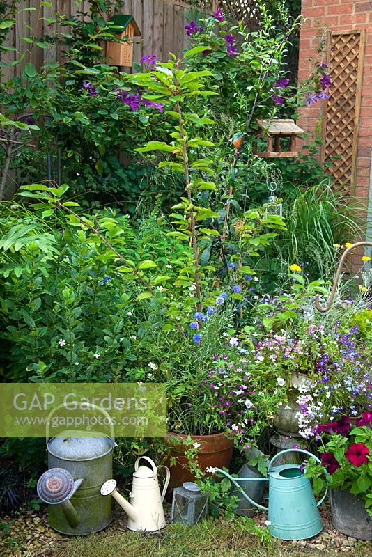 Collection of watering cans in a small garden