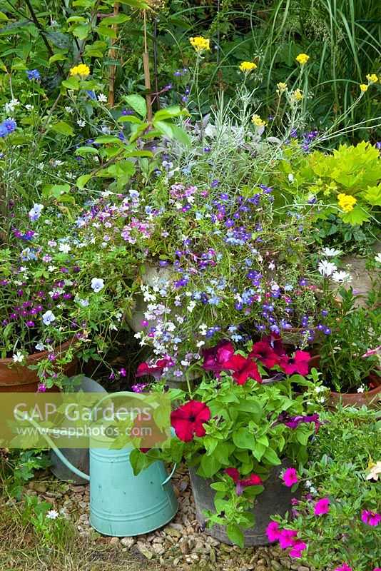 A flower and herb container with Lobelia, Salvia - Sage, Thymus - Thyme and Helichrysum italicum - Curry Plant. Pots of Petunia and a vintage green watering can