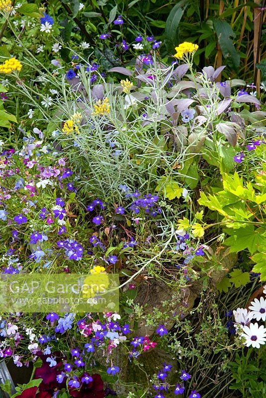 A flower and herb container with Lobelia, Salvia - Sage, Thymus - Thyme and Helichrysum italicum - Curry Plant.