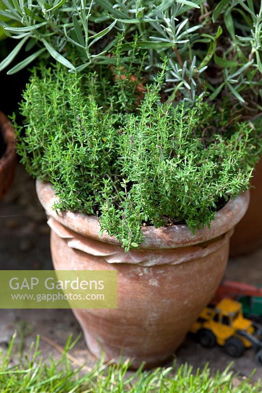 Thymus - Thyme growing in a clay pot