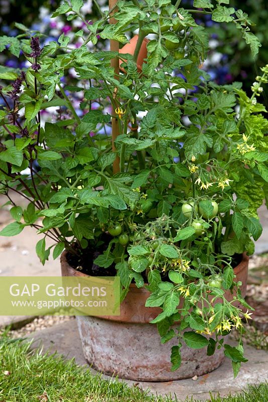 Pot with various Basil plants with Tomato 'Garden Pearl'