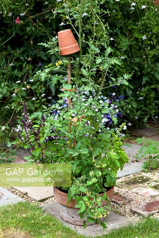 Pot with various Basil plants and Tomato 'Garden Pearl'
