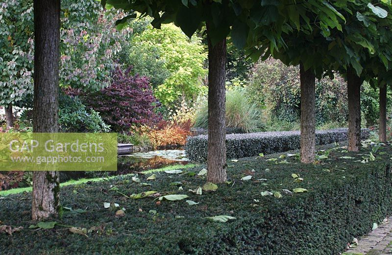Country garden with clipped shrub under avenue of trees