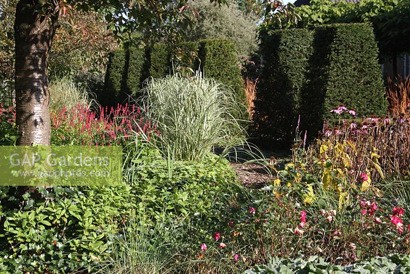Informal country garden in summer with topiary