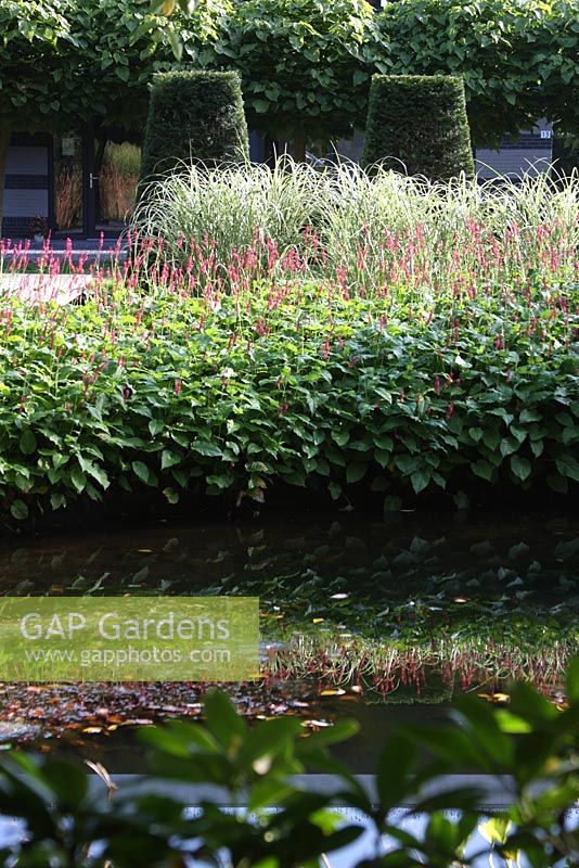 Pond in country garden with Polygonum persicaria 