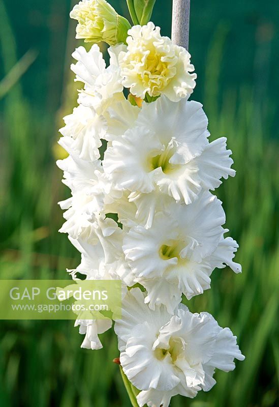Gladiolus 'Top of the Mark'
