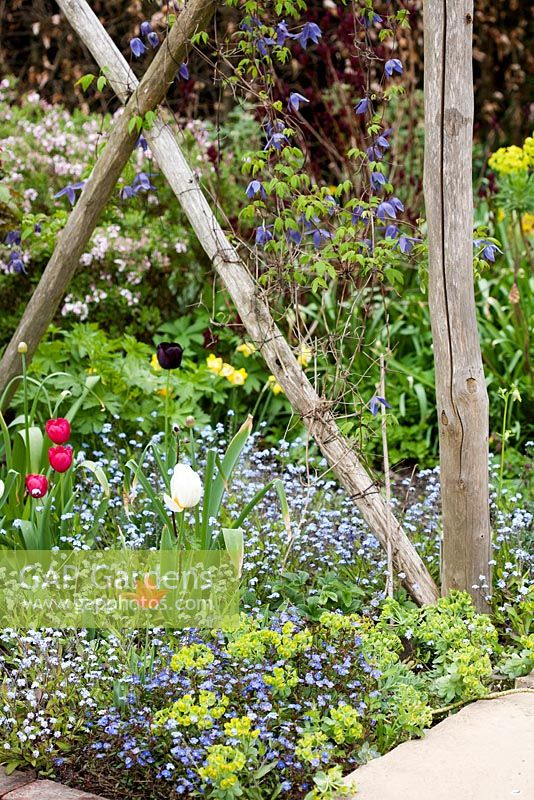 Early summer border of mixed Tulipa, Euphorbia and Myosotis sylvatica and wooden pergola. Brickwall Cottages, Frittenden, Kent