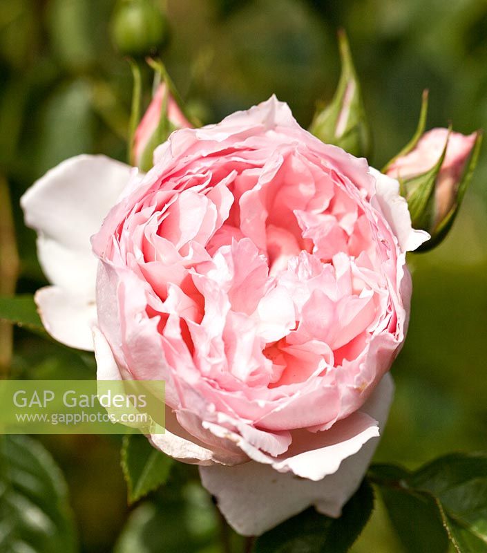 Rosa 'The Wedgewood Rose' - climbing rose in June at David Austin Rose Gardens, Shropshire, England UK