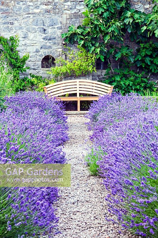 The walled vegetable garden with Lavandula angustifolia 'Munstead' and fig growing against wall - Sedbury Park Secret Garden, Orchard House, Sedbury Park, Monmouthshire