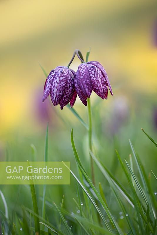 Fritillaria meleagris - Snake's Head Fritillary