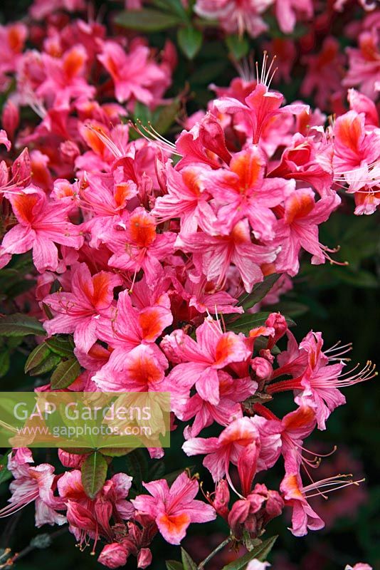 Rhododendron 'Pucella' 