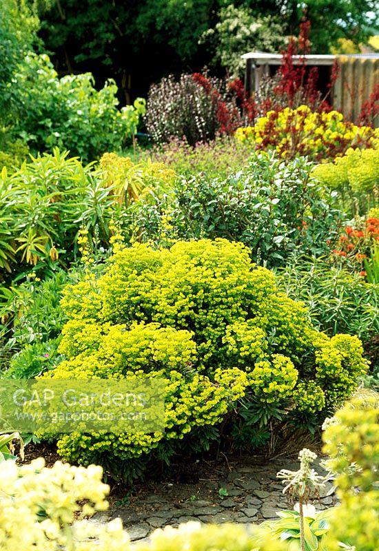 Euphorbia 'Redwing' in border