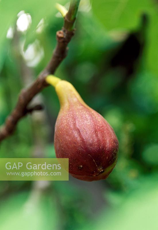 Ficus - Fig 'Brown Turkey'