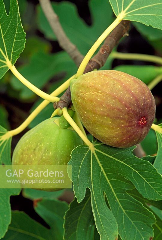 Ficus - Fig 'Tarring Fig Garden No. 2' 