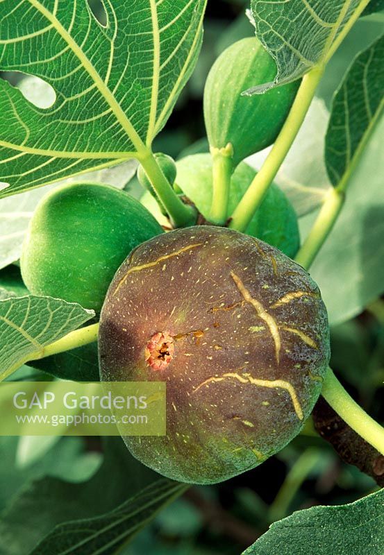 Ficus 'Osborn's Prolific' - Fig 