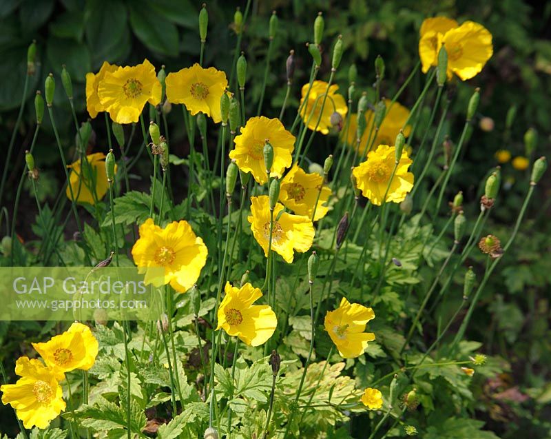 Meconopsis cambrica -  Welsh Poppy