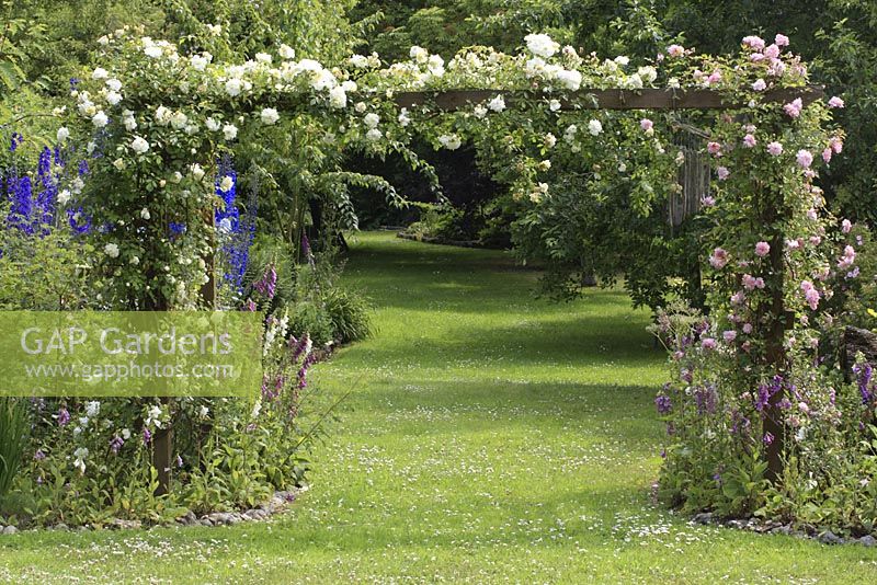 Wooden pergola with Rosa 'Francois Juranville' and 'Rosa 'Albéric Barbier' in informal country garden, July 