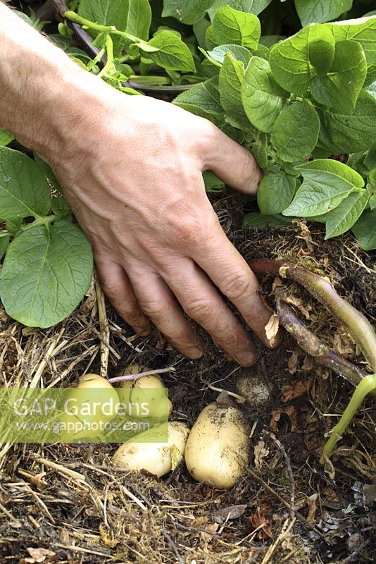 Solanum tuberosum 'International Kidney' - No dig Potatoes, mulched with straw, July