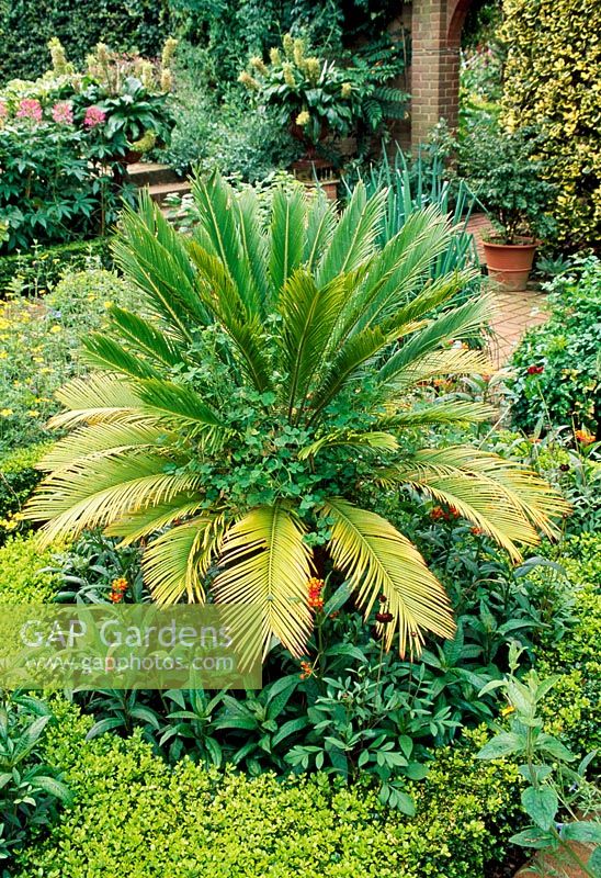 Cycas revoluta - Japanese Sago Palm