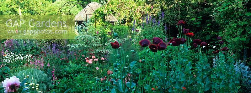 Early summer perennials, topiary and shrubs including Paeonia, Papaver, Astrantia, Nepeta, Diascia, Ilex and Digitalis at Goulters Mill Farm, Wiltshire