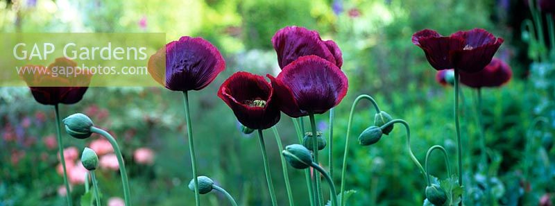 Papaver somniferum at Goulters Mill Farm, Wiltshire