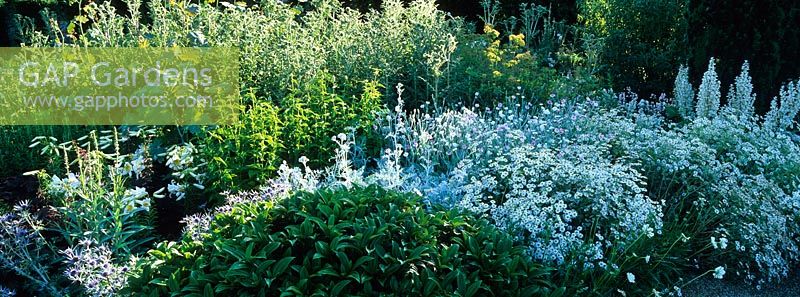 The White Garden at Loseley Park with planting including Tanacetum parthenium, Echinops, Eryngium, Lilium, Scabiosa, Salvia and Lychnis