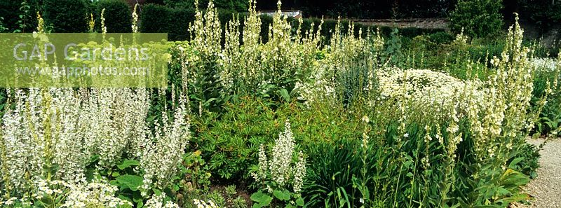 The White Garden at Loseley Park with planting including Tanacetum parthenium, Verbascum, Salvia and Hydrangea arborescens 'Annabelle'
