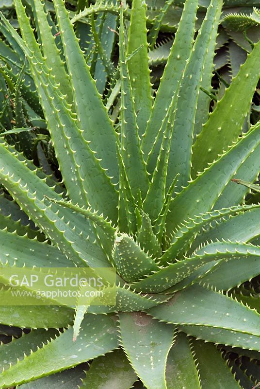 Aloe x spinossissima