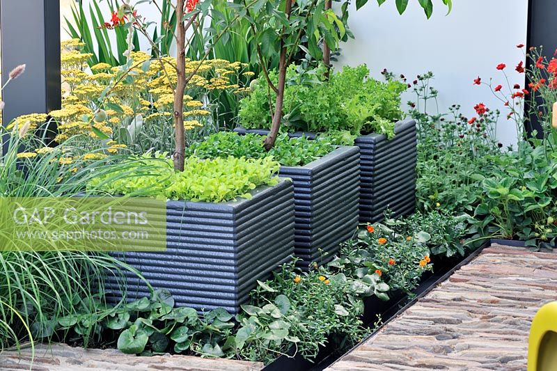 Prunus - Peach trees underplanted with Lettuce in containers. 'Food 4 Thought' - Gold Medal Winner - RHS Hampton Court Flower Show 2010 
 