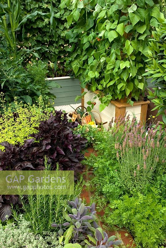 Dense planting of vegetables and herbs in small garden. 'Food for Thought' - Silver Gilt Medal Winner - RHS Hampton Court Flower Show 2010 