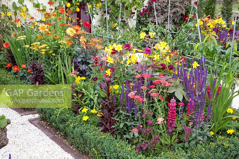 Beds of Dahlias, Achillea, Hemerocallis 'Corky' and Salvia nemorosa 'Caradonna', edged with clipped box - Much Ado About Nothing, Silver Gilt medal winner at RHS Hampton Court Flower Show 2010