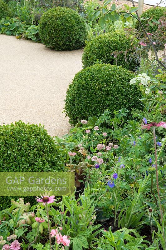 Clipped Buxus balls edging border - 'The Combat Stress Therapeutic Garden', Silver medal winner, RHS Hampton Court Flower Show 2010 
 