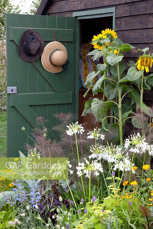 Flowerbed near shed - Cosmos, Calendula, Fennel, Helianthus, Agapanthus and Salvia - RHS Hampton Court Palace Flower Show 2010