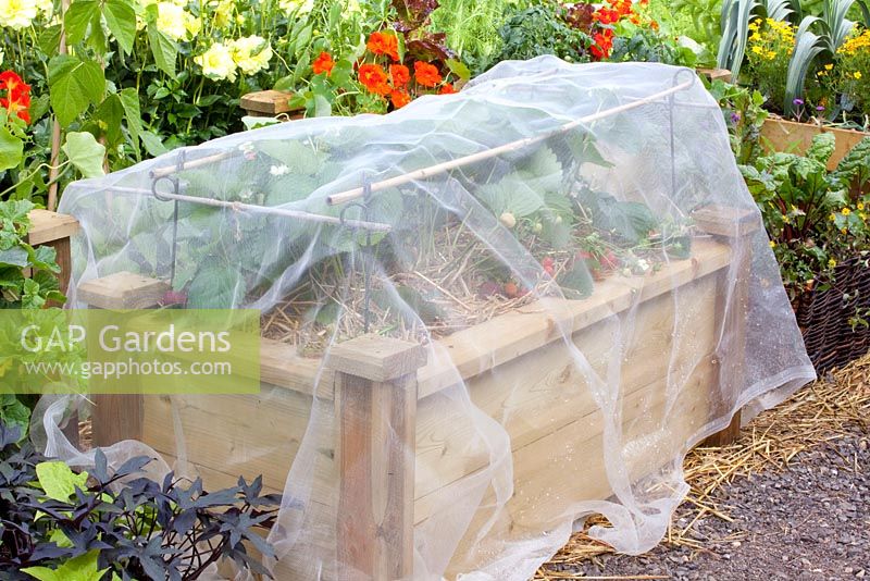 Nylon netting covering raised bed of strawberry plants, protecting against bird attack - 'Home Grown', RHS Hampton Court Flower Show 2010