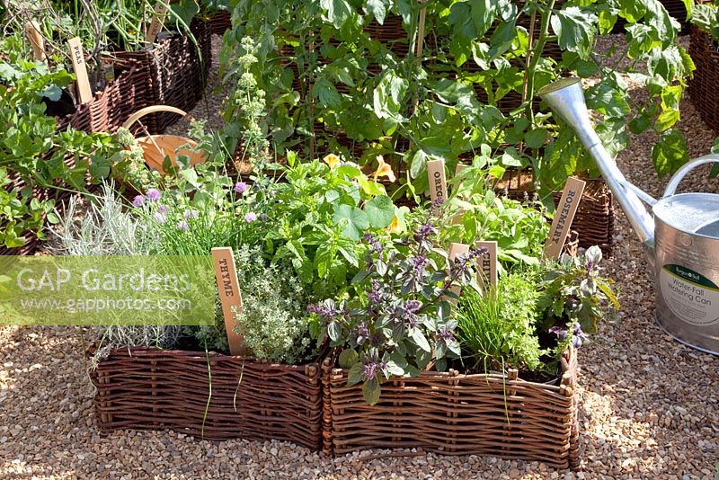 Bed of herbs RHS H stock photo by Elke Borkowski Image: 0195036