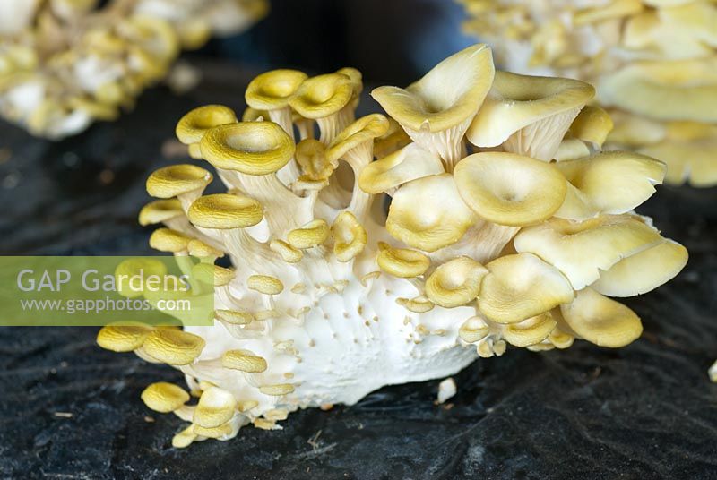 Mushrooms 'Yellow Oyster' growing in black bags - RHS Hampton Court Flower Show 2010 
