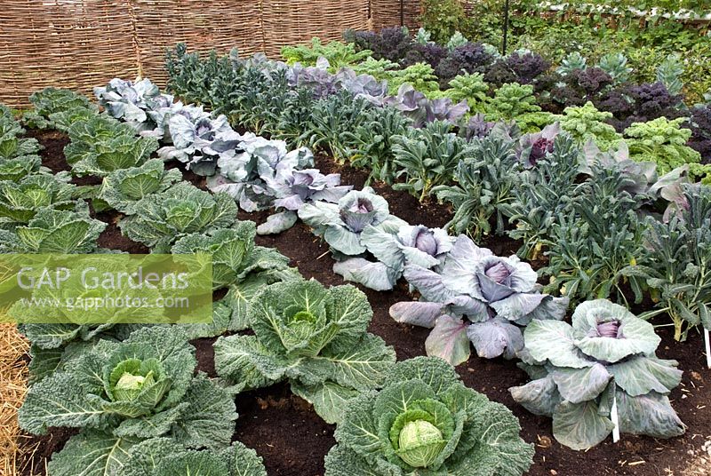 Rows of Brassicas, from left to right - Savoy Cabbage 'Serpentine', Cabbage 'Red Drum', Kale 'Black Tuscany', Cabbage 'Kali Bos', Kale 'Reflex' and Kale 'Red' - RHS Hampton Court Flower Show 2010 
