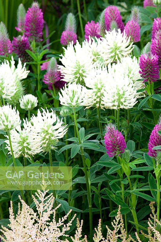 Trifolium pannonicum with Trifolium rubens - RHS Hampton Court Flower Show 2010 